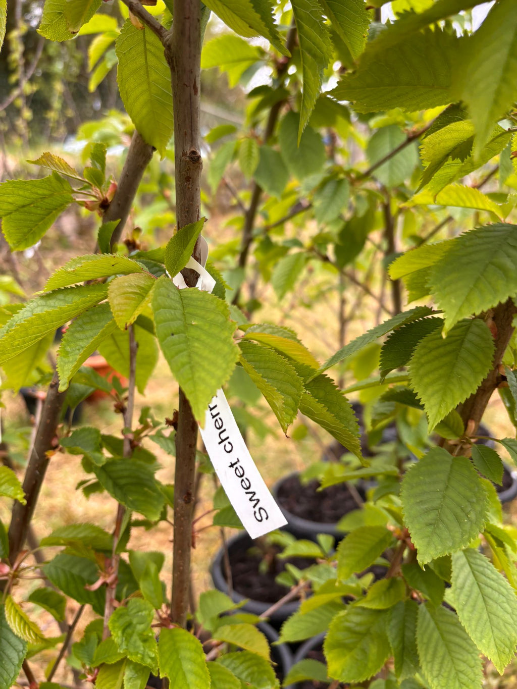 Sweet Cherry “Kordia” in Pot —  170 - 200 cm