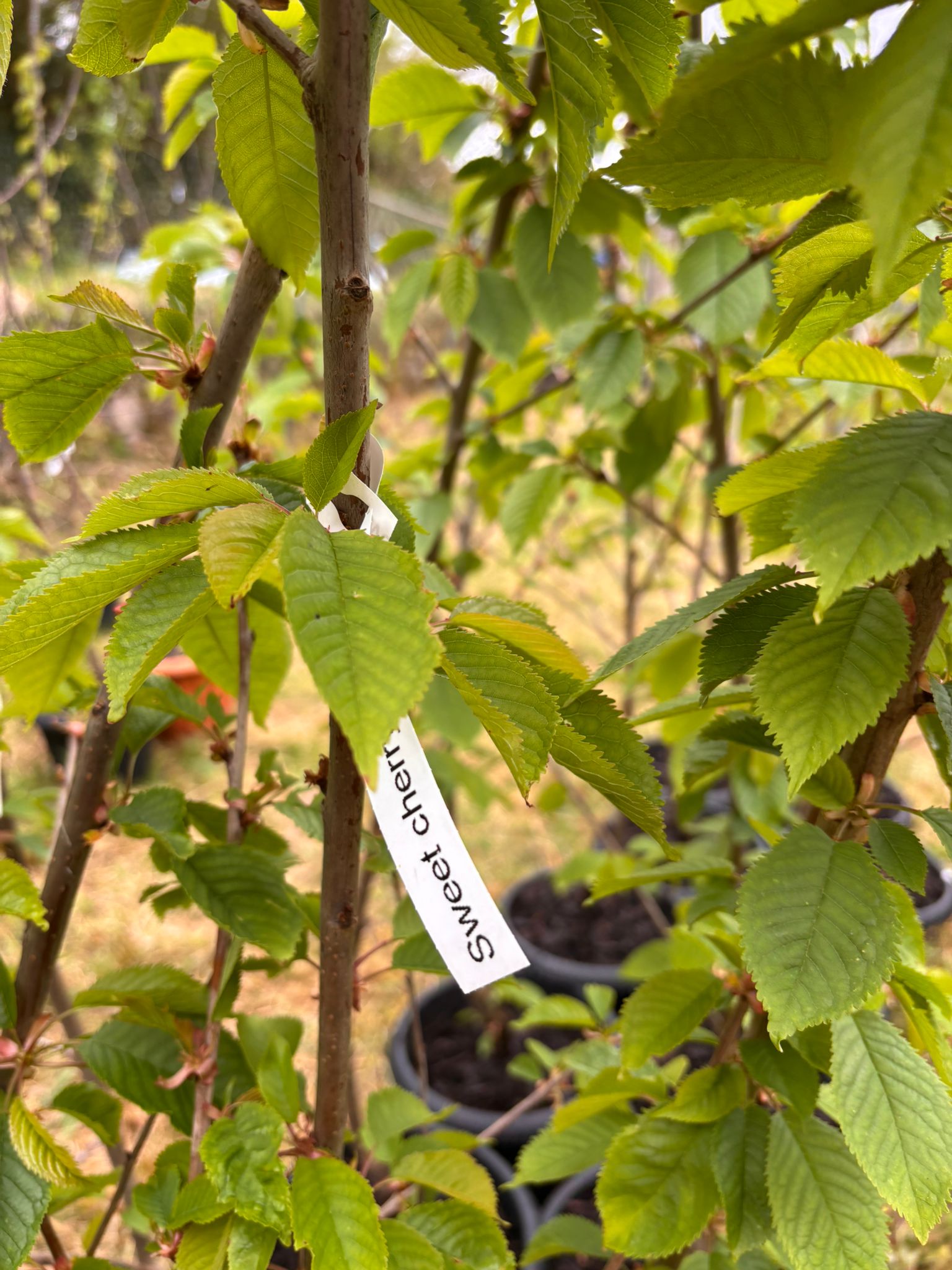 Sweet Cherry “Kordia” in Pot —  220-300 cm