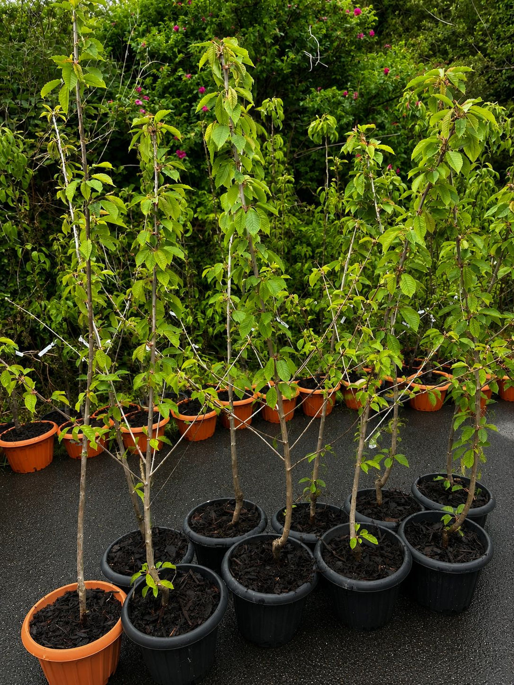 Sweet Cherry “Regina” in Pot — 220-300 cm