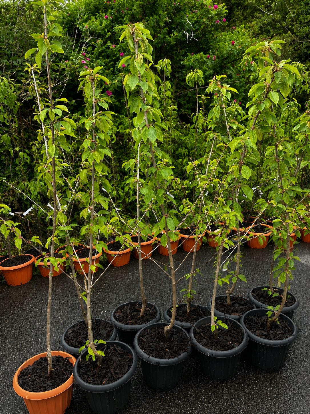 Sweet Cherry “Regina” in Pot — 220-300 cm