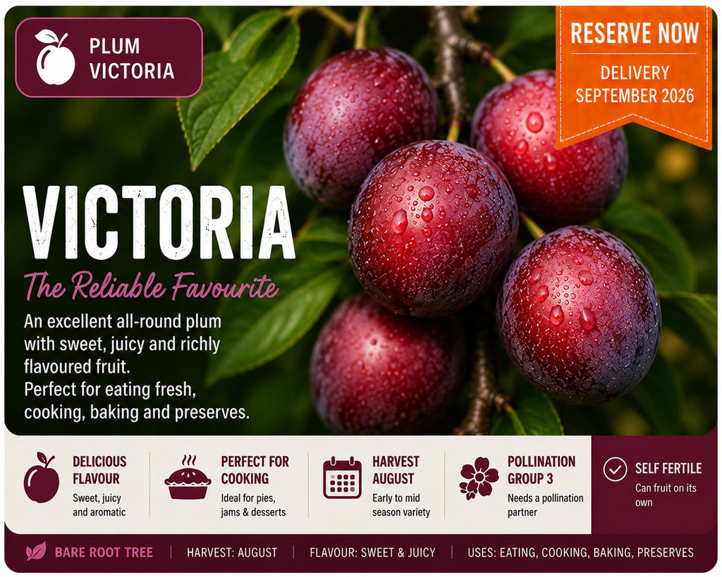Plum Tree “Victoria” — Bare Root Pre-Order for September Deliver