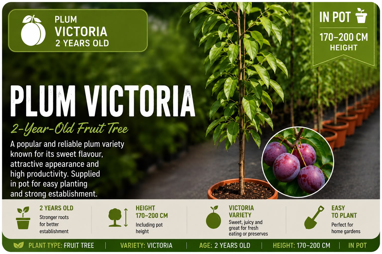 Plum Tree “Victoria” in Pot 170 - 200 cm