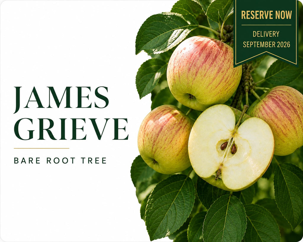Apple Tree “James Grieve” — Bare Root Pre-Order for September Delivery