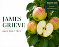 Apple Tree “James Grieve” — Bare Root Pre-Order for September Delivery