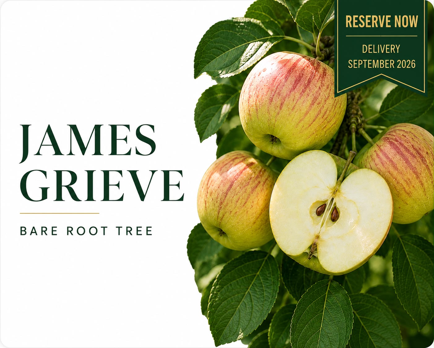 Apple Tree “James Grieve” — Bare Root Pre-Order for September Delivery
