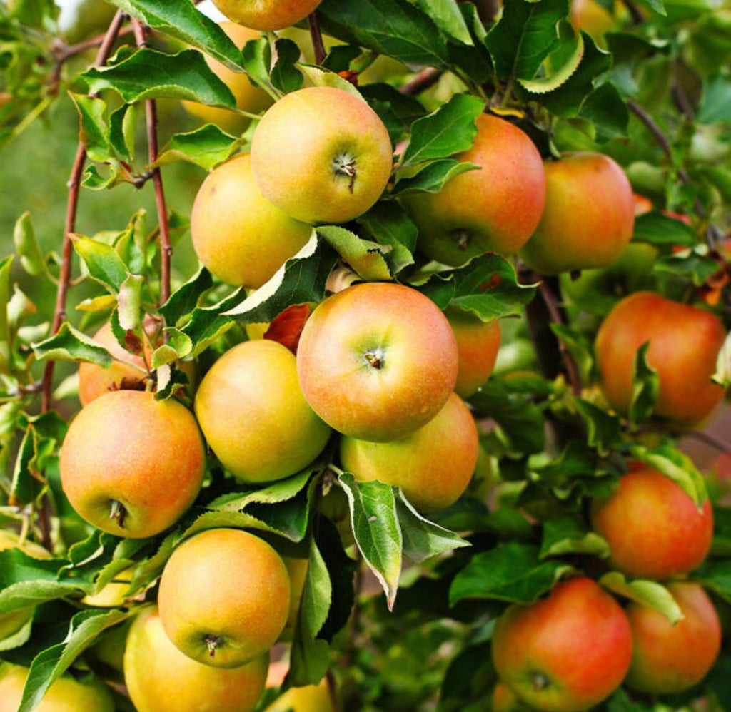 Apple Tree “Jonagold” — Bare Root Pre-Order for September Deliver