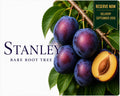 Plum Tree “Stanley” — Bare Root Pre-Order for September Delivery