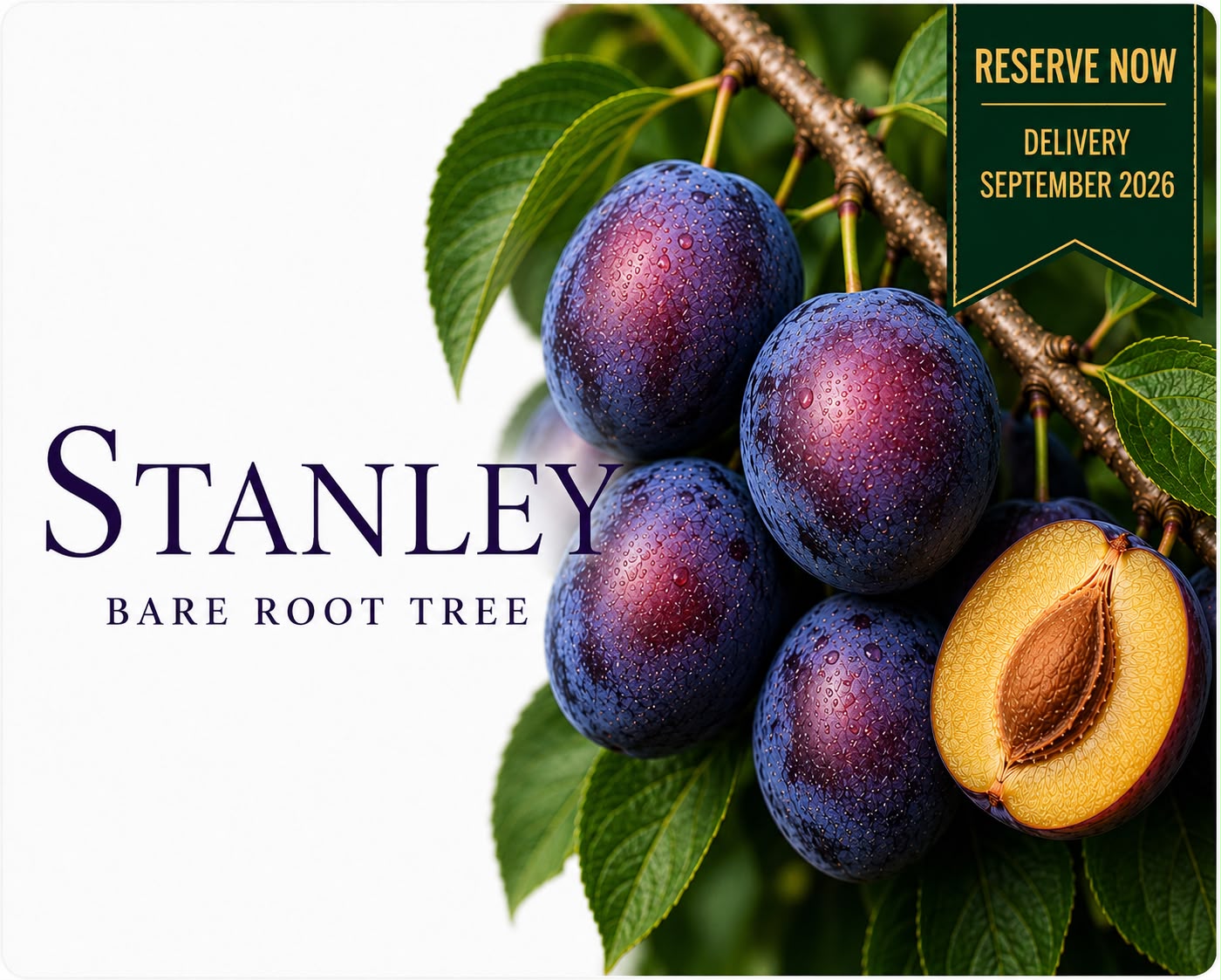 Plum Tree “Stanley” — Bare Root Pre-Order for September Delivery