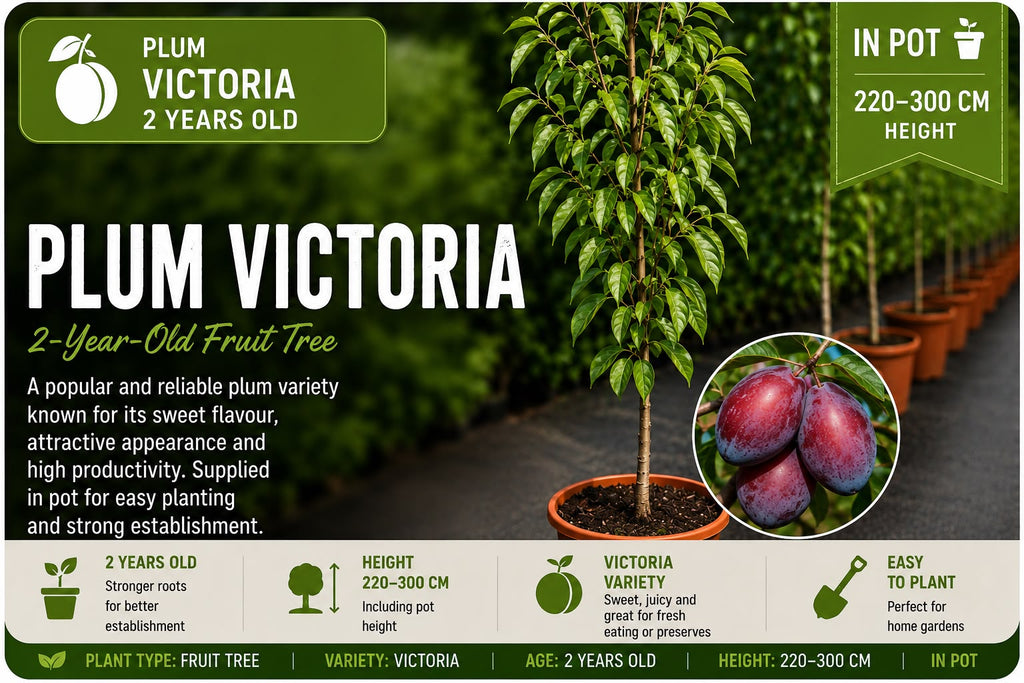 Plum Tree “Victoria” in Pot 220 - 300 cm