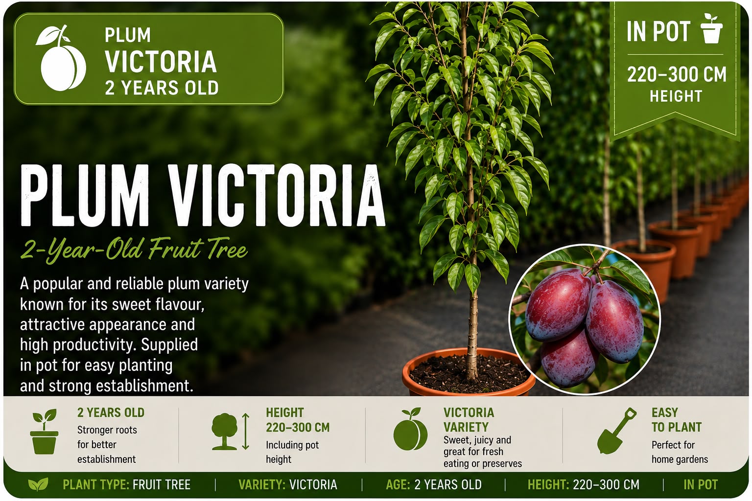 Plum Tree “Victoria” in Pot 220 - 300 cm