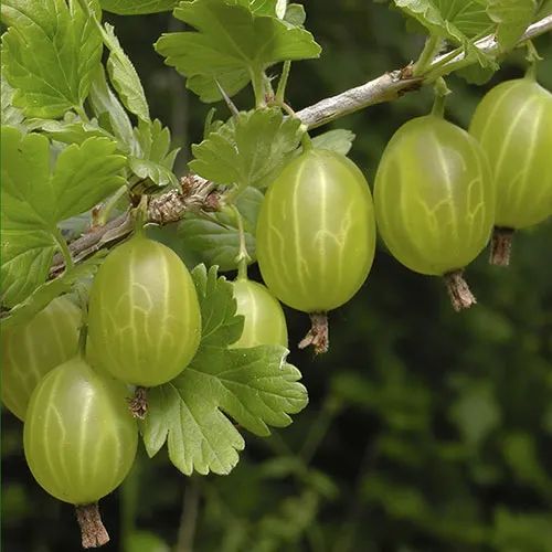 Gooseberry “Invicta” — Bare Root Pre-Order for September Deliver