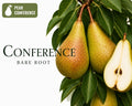 Pear Tree "Conference"