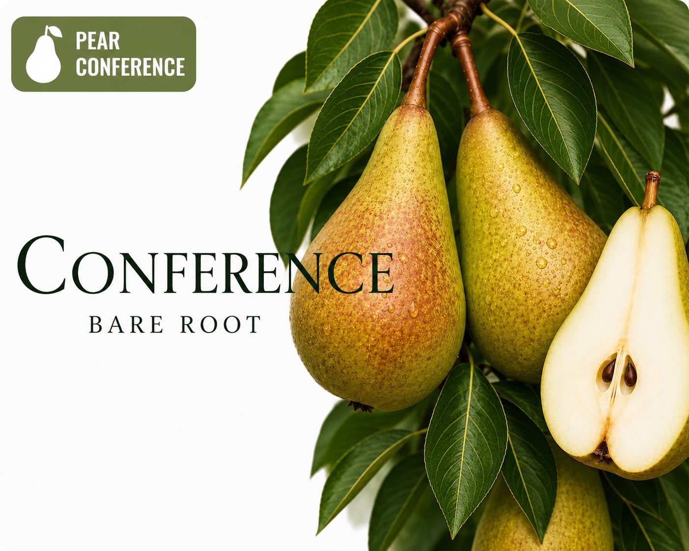 Pear Tree "Conference"