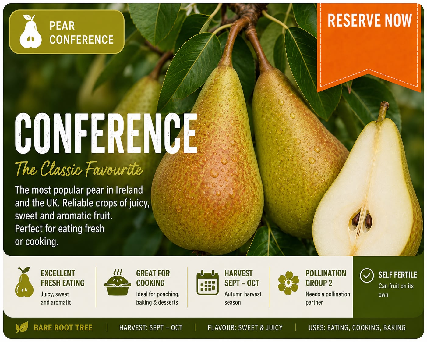 Pear Tree "Conference"