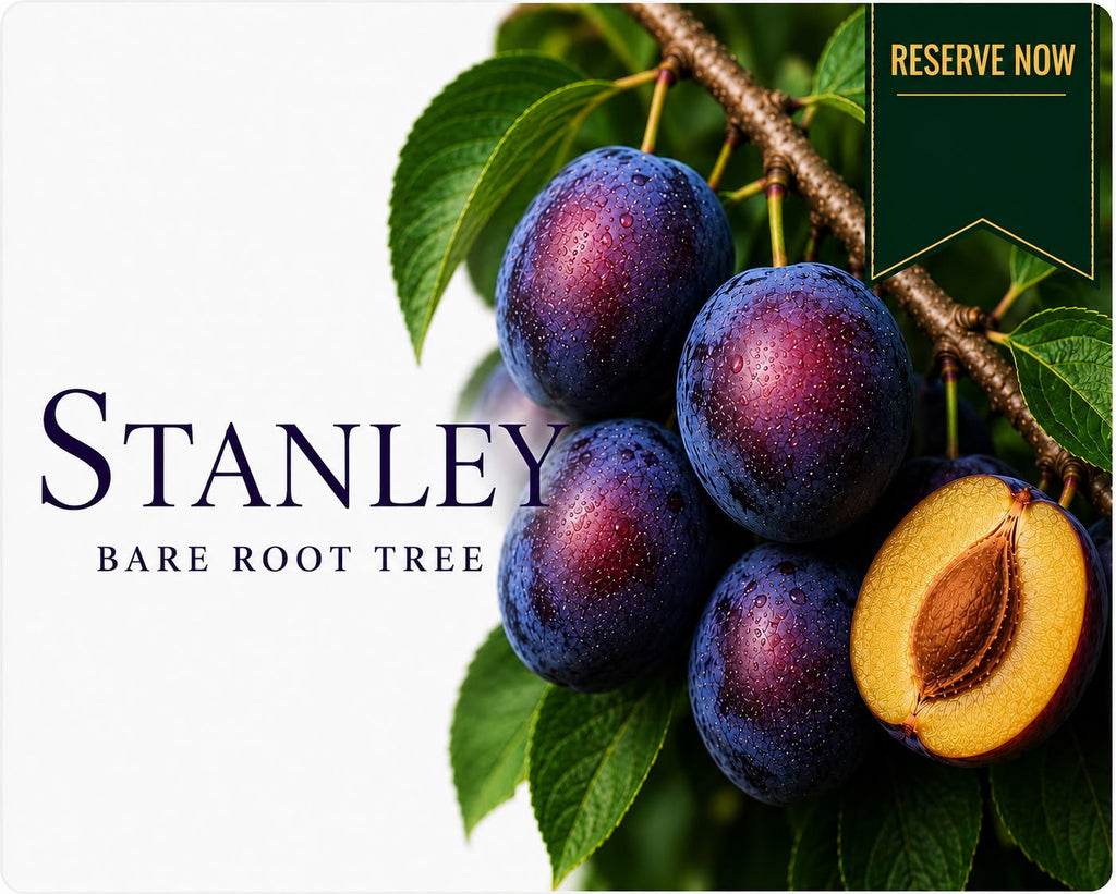 Stanley Plum Tree (Bare Root)  160-180cm   Pre-order October-November Delivery